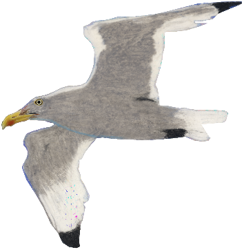 SilverBird logo