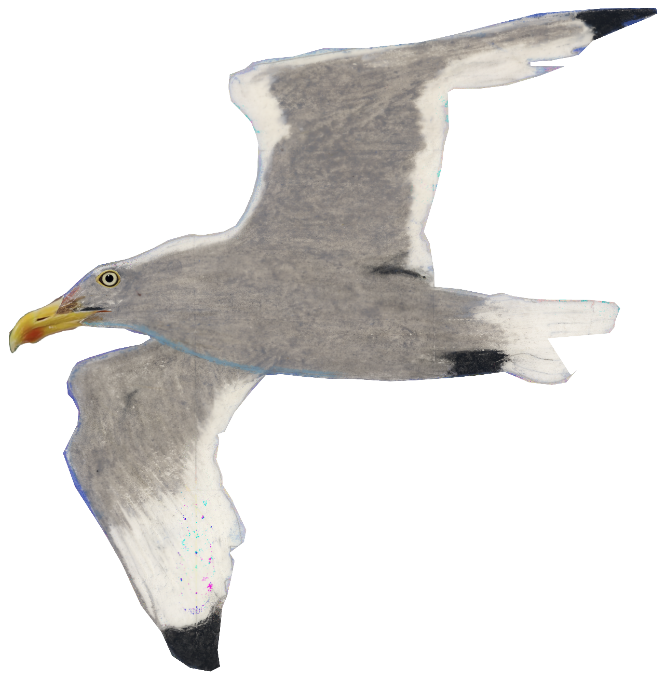 SilverBird logo